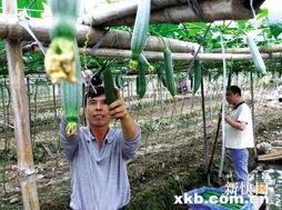 娱乐吃瓜村,揭秘娱乐圈背后的那些事儿